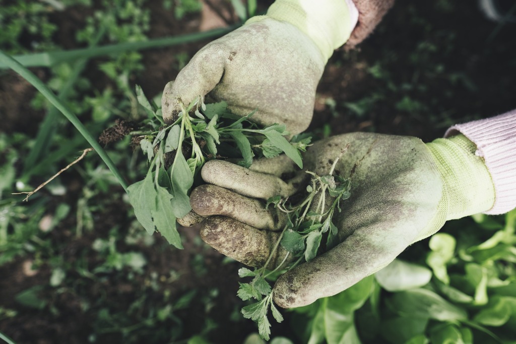Pictured are two hands, wearing light green gloves. In the upturned hands is small vegetation with dirt and some roots. 